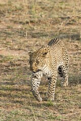 Leopard (Panthera pardus) lying in grass, Maasai Mara National Reserve, Serengeti, Rift Valley Province, Kenya, East Africa, Africa