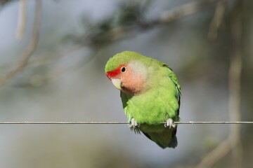 Rosy-faced lovebird (Agapornis roseicollis) adult on wire fence, South-east Namibia