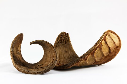 Akpaka pods, Taru