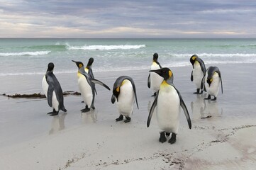 Obraz premium King Penguins (Aptenodytes patagonicus), Volunteer Point, East Falkland Islands, Falkland Islands, South America