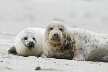 Grey seal (Halichoerus grypus) mother with pup, Heligoland, Schleswig-Holstein, Germany, Europe © Erhard Nerger/imageBROKER