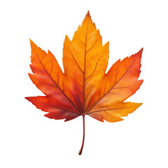Fototapeta premium Autumn Maple Leaf Showcasing Gradient Colors in Nature