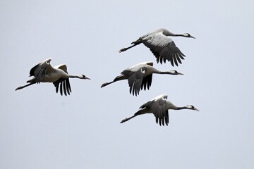 Cranes (Grus grus), flying in swarm, Western Pomerania Lagoon Area National Park, Mecklenburg-Western Pomerania, Germany, Europe