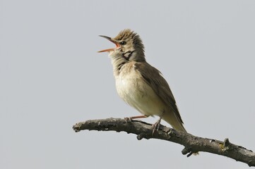 Great Reed Warbler (Acrocephalus arundinaceus)