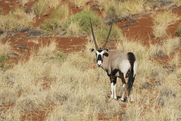 Gemsbok or gemsbuck (Oryx gazella) on grassy dune, edge of Namib Desert, NamibRand Nature Reserve,...