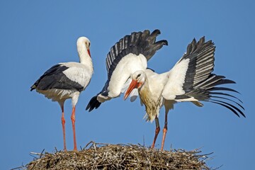 Two White storks (Ciconia ciconia), pair of animals, mating on their nest, Germany, Europe