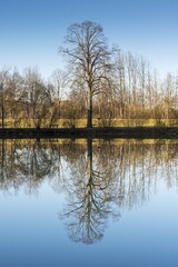 Trees reflected in the Lech river, Fuessen, Ostallgaeu region, Allgaeu, Bavaria, Germany, Europe