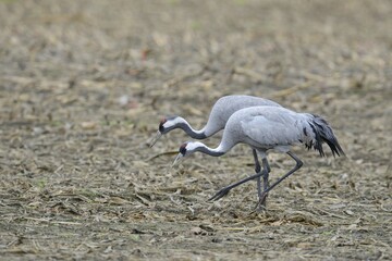 Common Cranes (Grus grus), Brandenburg, Germany, Europe