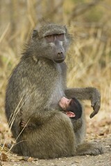 Chacma Baboon (Papio ursinus), female with suckling young, Kruger National Park, South Africa, Africa