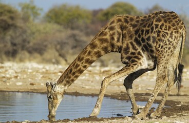 South African giraffe (Giraffa camelopardalis giraffa) male drinking at waterhole, Etosha National Park, Namibia, Africa