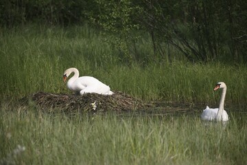 Mute Swans (Cygnus olor), their nest on an overgrown lake, Sweden, Europe