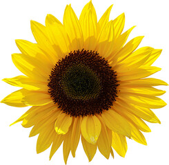 Obraz premium Sun Flower Isolated From Background