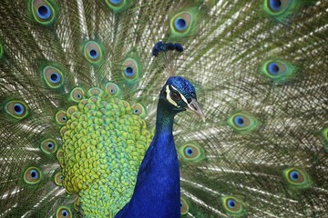 Indian peafowl (Pavo cristatus) doing a cartwheel, captive, Styria, Austria, Europe