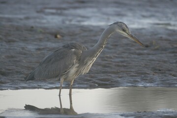 Grey Heron (Ardea cinerea) watching prey in shallow water