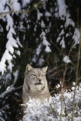 Eurasian Lynx (Lynx lynx) in the snow, captive, North Rhine-Westphalia, Germany, Europe