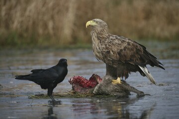 White-tailed Eagle or Sea Eagle (Haliaeetus albicilla) and Common Raven (Corvus corax) perched on an icy surface, feeding on deer carcass