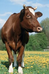 Cow on pasture