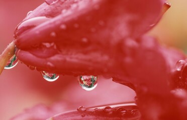 Azalea blossom with drops of water (Azalea hybrida)