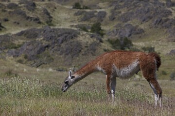 Wild Guanaco (Lama guanicoe), grazing on a meadow, Cochrane, Ays&eacute;n Region, Patagonia, Chile, South America, Latin America, America, South America