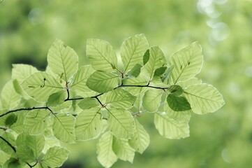 Beech leaves in spring, North Rhine-Westphalia, Germany (Fagus sylvatica)