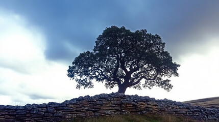 atmospheric nature photography featuring lone tree silhouette against cloudy sky on dry stone wall in dramatic rural landscape