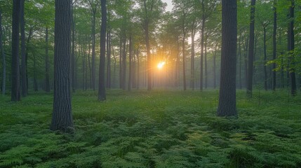 Sunlit misty forest with ferns at sunrise.