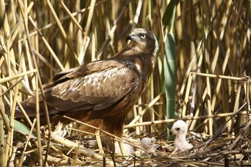 Western Marsh Harrier (Circus aeruginosus) on nest with young