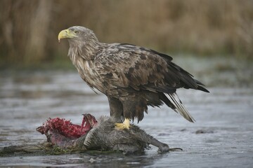 White-tailed Eagle or Sea Eagle (Haliaeetus albicilla) perched on an icy surface, feeding on deer carcass