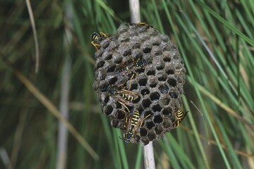 European Paper Wasps (Polistes gallicus) at nest, vespiary, larvae in the chambers