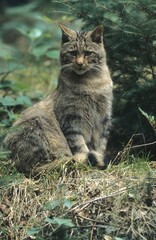 Wildcat (Felis silvestris)