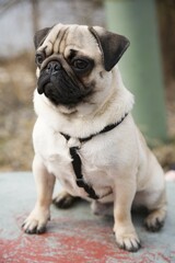 Young pug, outside