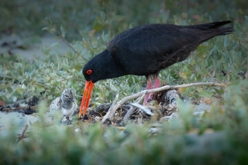 Oyster Catcher with baby chick.