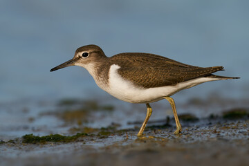 Common sandpiper (Actitis hypoleucos)