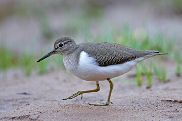Common sandpiper (Actitis hypoleucos)