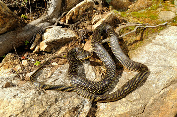 Gelbgrüne Zornnatter // Green (western ) whip snake (Hierophis viridiflavus) - Sardinien, Italien