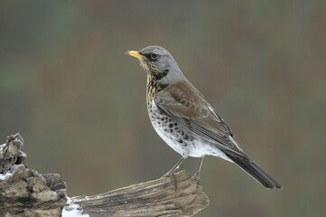 Fieldfare (Turdus pilaris)
