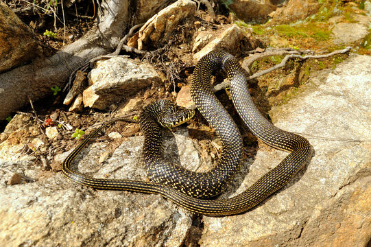 Gelbgr&uuml;ne Zornnatter // Green (western ) whip snake (Hierophis viridiflavus) - Sardinien, Italien