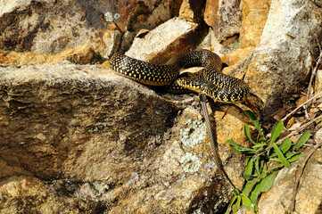 Gelbgrüne Zornnatter // Green (western ) whip snake (Hierophis viridiflavus) - Sardinien, Italien