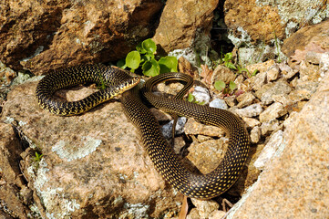 Green (western ) whip snake // Gelbgrüne Zornnatter (Hierophis viridiflavus) - Sicily, Italia