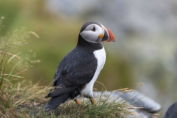 Puffin (Fratercula arctica), Runde bird island, Norway, Europe