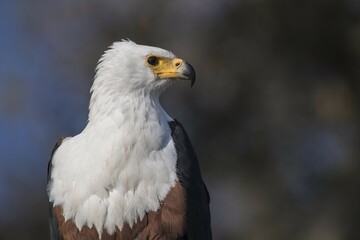 African fish eagle (Haliaeetus vocifer), portrait, Chobe National Park, Botswana, Africa