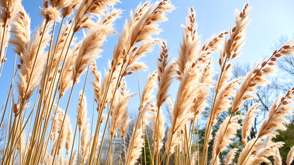 Fototapeta premium Beautiful reeds with brown catkins outdoors on sunny day. Space for text. generative AI