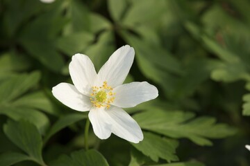 Wood Anemone (Anemone nemorosa), Saxony-Anhalt, Germany, Europe