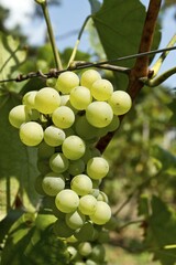 White Grapes (Vitis vinifera), vine in a vineyard