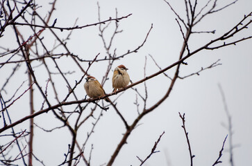 A pair of sparrows resting on a bare winter branch. Two sparrows perched calmly, serene mood, eye-level angle, natural light, winter setting, minimalistic composition, perfect for nature themes.