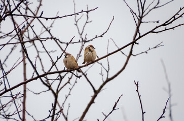 A pair of sparrows resting on a bare winter branch. Two sparrows perched calmly, serene mood, eye-level angle, natural light, winter setting, minimalistic composition, perfect for nature themes.