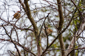 A pair of sparrows resting on a bare winter branch. Two sparrows perched calmly, serene mood, eye-level angle, natural light, winter setting, minimalistic composition, perfect for nature themes.