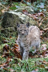 Eurasian lynx (Lynx lynx), kitten, captive, Germany, Europe