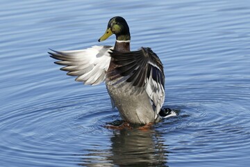 Mallard (Anas platyrhynchos), drake flapping his wings in the water, Switzerland, Europe