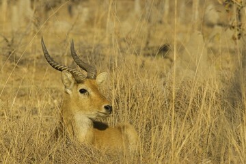 Puku (Kobus vardonii), resting ram, Kafue National Park, Zambia, Africa